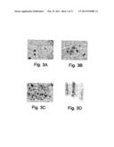 AGENT DERIVED FROM TORTOISE SPLEEN STIMULATING MAMMALIAN HEMOPOIESIS diagram and image