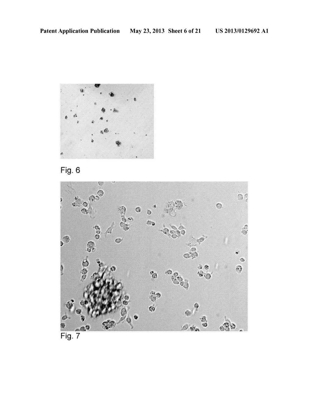 PLURIPOTENT CELLS - diagram, schematic, and image 07