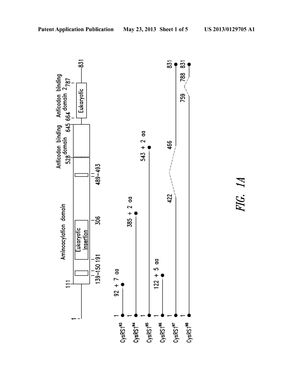 INNOVATIVE DISCOVERY OF THERAPEUTIC, DIAGNOSTIC, AND ANTIBODY COMPOSITIONS     RELATED TO PROTEIN FRAGMENTS OF CYSTEINYL-tRNA SYNTHETASE - diagram, schematic, and image 02