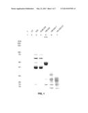 Fraction of Proteins and Peptides Derived from Egg White and Protein     Derived From Egg White and Use Thereof as Anti Listeria Agent diagram and image