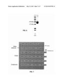 Fraction of Proteins and Peptides Derived from Egg White and Protein     Derived From Egg White and Use Thereof as Anti Listeria Agent diagram and image