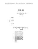 HUMAN FGF RECEPTOR AND BETA-KLOTHO BINDING PROTEINS diagram and image