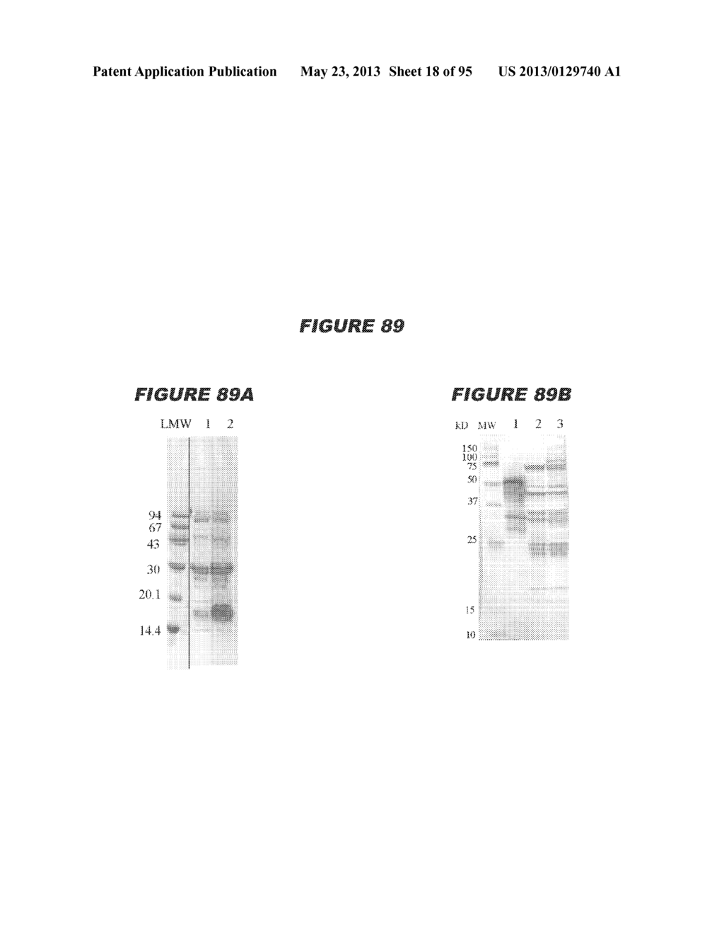 NUCLEIC ACIDS AND PROTEINS FROM STREPTOCOCCUS GROUPS A AND B - diagram, schematic, and image 19