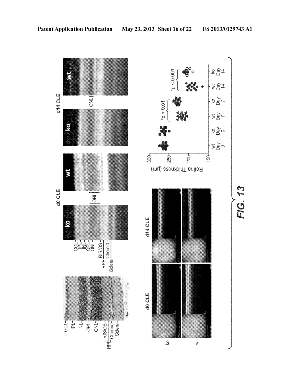 ANTI-HtrA1 ANTIBODIES AND METHODS OF USE - diagram, schematic, and image 17