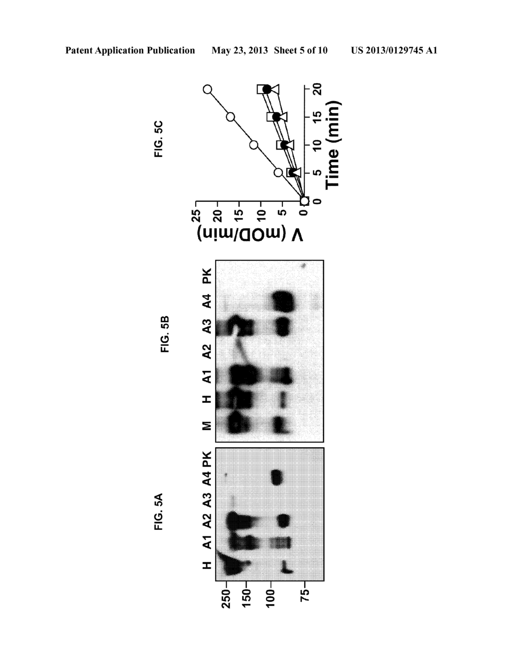 ANTI-FXI ANTIBODIES AND METHODS OF USE - diagram, schematic, and image 06