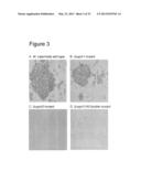 INTERACTION OF MORAXELLA CATARRHALIS WITH EPITHELIAL CELLS, EXTRACELLULAR     MATRIX PROTEINS AND THE COMPLEMENT SYSTEM diagram and image