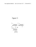 INTERACTION OF MORAXELLA CATARRHALIS WITH EPITHELIAL CELLS, EXTRACELLULAR     MATRIX PROTEINS AND THE COMPLEMENT SYSTEM diagram and image