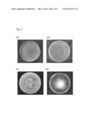 NOVEL XYLOGONE GANODERMOPHTHORA STRAIN WITH ANTIFUNGAL ACTIVITY, AND     COMPOSITION INCLUDING SAME FOR PREVENTING PLANT DISEASES diagram and image