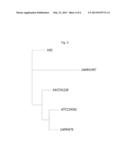 NOVEL XYLOGONE GANODERMOPHTHORA STRAIN WITH ANTIFUNGAL ACTIVITY, AND     COMPOSITION INCLUDING SAME FOR PREVENTING PLANT DISEASES diagram and image