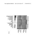 Broad Spectrum Vaccine Against Typhoidal and Non-typhoidal Salmonella     Disease diagram and image