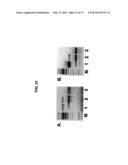 Broad Spectrum Vaccine Against Typhoidal and Non-typhoidal Salmonella     Disease diagram and image