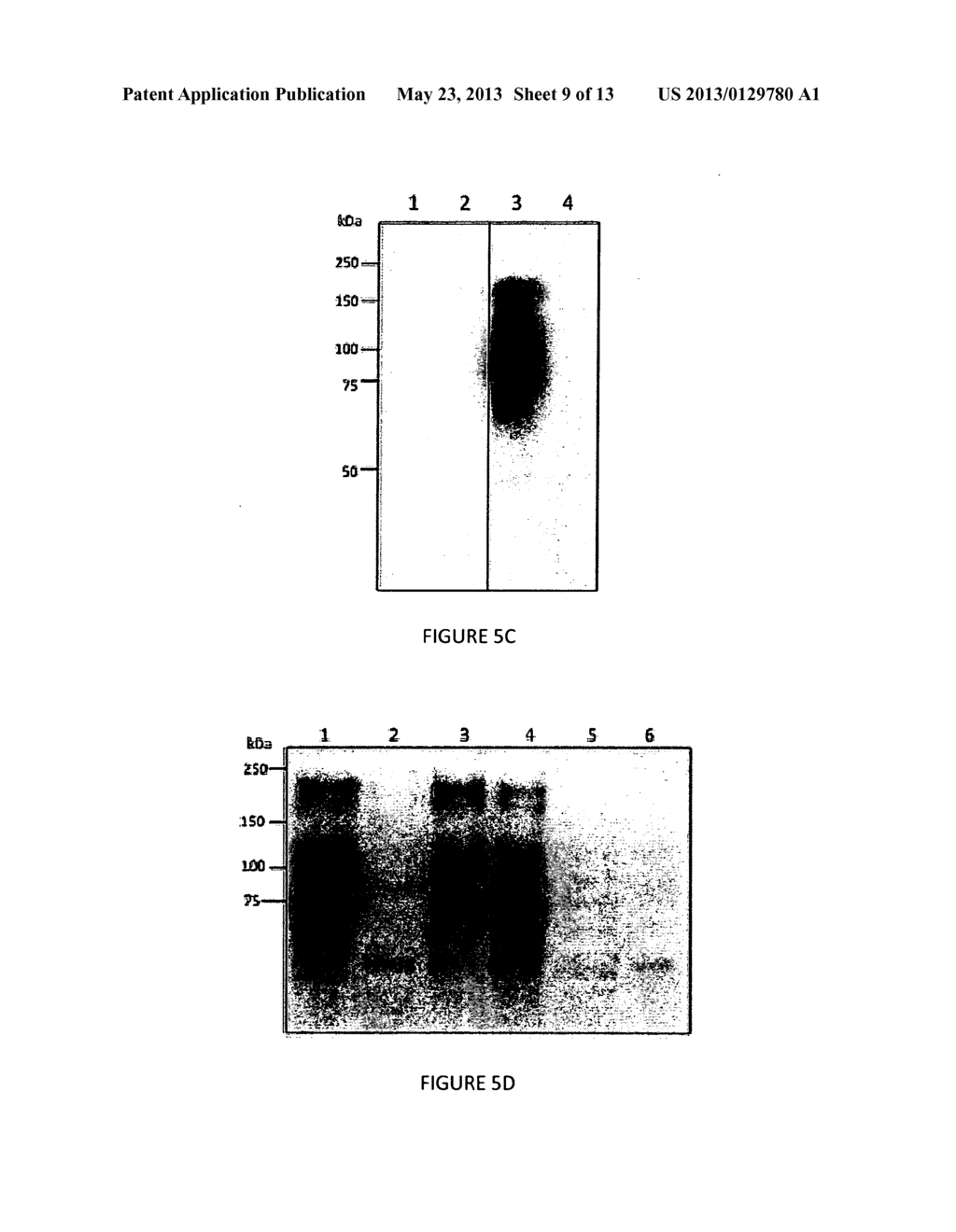 MODIFIED INFECTIOUS LARYNGOTRACHEITIS VIRUS (ILTV) AND USES THEREOF - diagram, schematic, and image 10