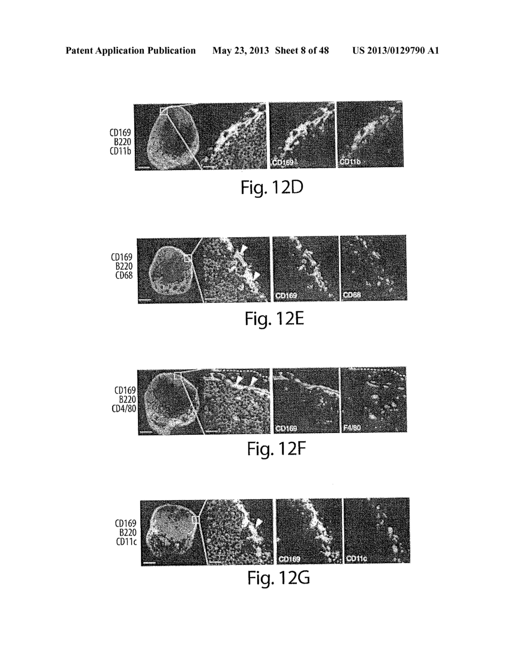 Adjuvant Incorporation in Immunonanotherapeutics - diagram, schematic, and image 09