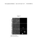 Encapsulation and Controlled Release of Small Molecules for Intracellular     Delivery Using Thermally Responsive Nanocapsules diagram and image