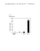 METHOD FOR DETERMINING PRESENCE OR ABSENCE OF CANCER CELL IN BIOLOGICAL     SAMPLE, AND MOLECULAR MARKER AND KIT FOR DETERMINATION diagram and image