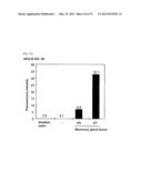 METHOD FOR DETERMINING PRESENCE OR ABSENCE OF CANCER CELL IN BIOLOGICAL     SAMPLE, AND MOLECULAR MARKER AND KIT FOR DETERMINATION diagram and image