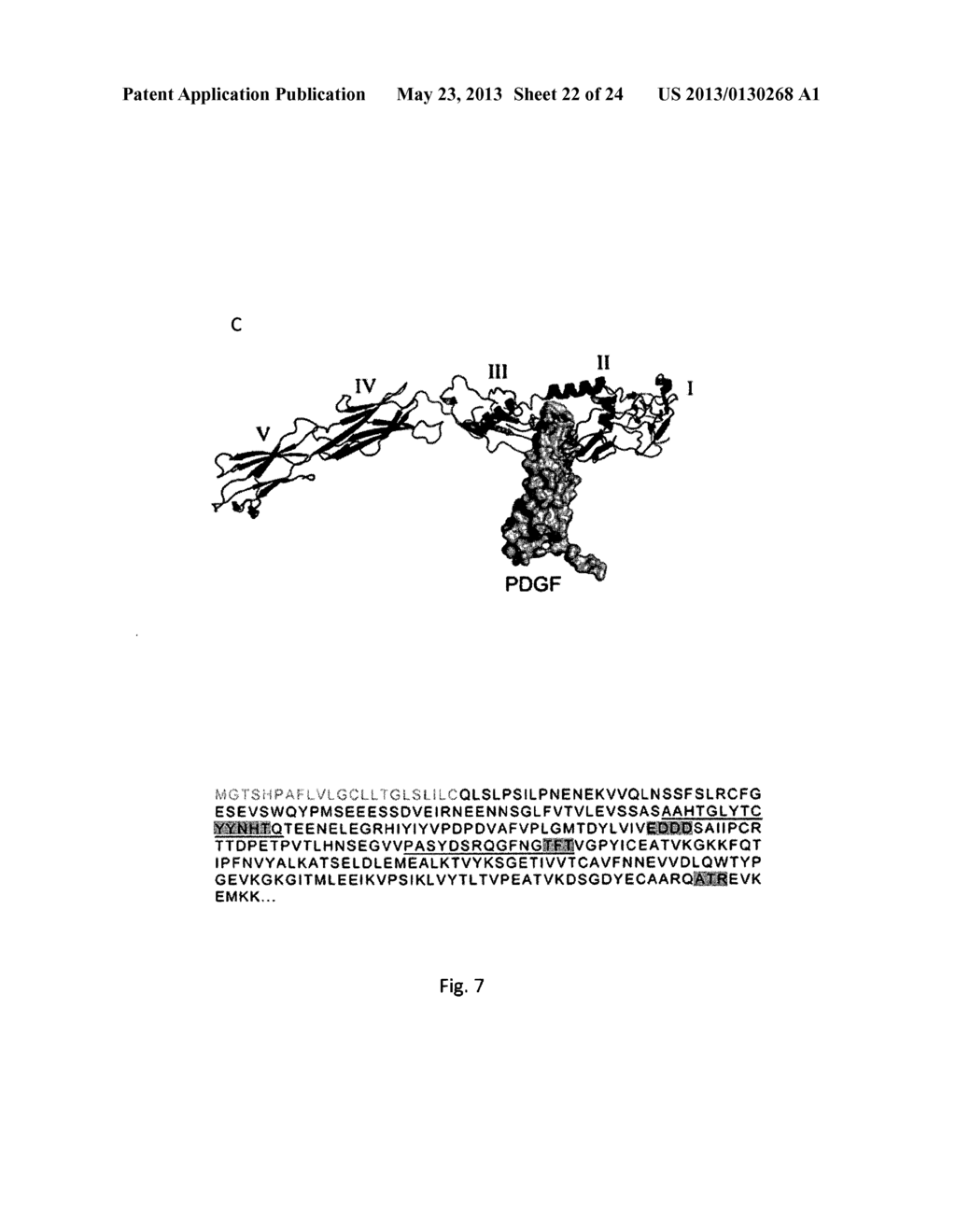 EPITOPES OF THE HUMAN PDGF RECEPTOR ABLE TO BIND HUMAN AUTO-ANTIBODIES,     ANTIBODIES AND USES THEREOF - diagram, schematic, and image 23