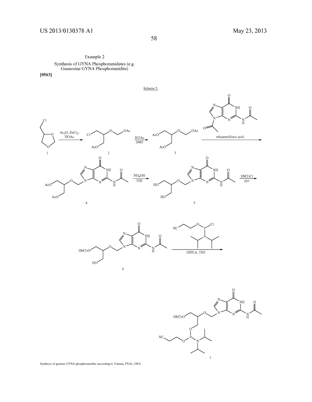 OLIGONUCLEOTIDES COMPRISING ACYCLIC AND ABASIC NUCLEOSIDES AND ANALOGS - diagram, schematic, and image 61