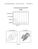 SURFACE MARKERS AND USES THEREOF FOR RAPID STABLE CELL LINE GENERATION AND     GENE AMPLIFICATION diagram and image