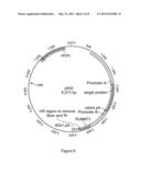 SURFACE MARKERS AND USES THEREOF FOR RAPID STABLE CELL LINE GENERATION AND     GENE AMPLIFICATION diagram and image