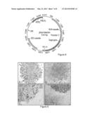 SURFACE MARKERS AND USES THEREOF FOR RAPID STABLE CELL LINE GENERATION AND     GENE AMPLIFICATION diagram and image