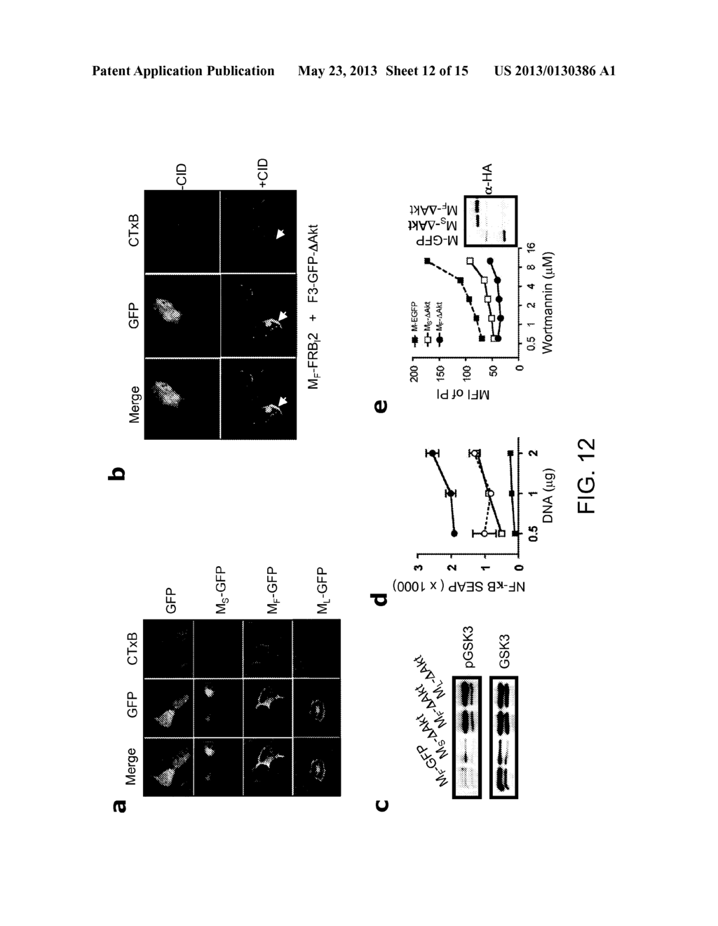 MODIFIED DENDRITIC CELLS HAVING ENHANCED SURVIVAL AND IMMUNOGENICITY AND     RELATED COMPOSITIONS AND METHODS - diagram, schematic, and image 13