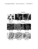 METHOD FOR GENERATING INDUCED PLURIPOTENT STEM CELLS FROM KERATINOCYTES     DERIVED FROM PLUCKED HAIR FOLLICLES diagram and image