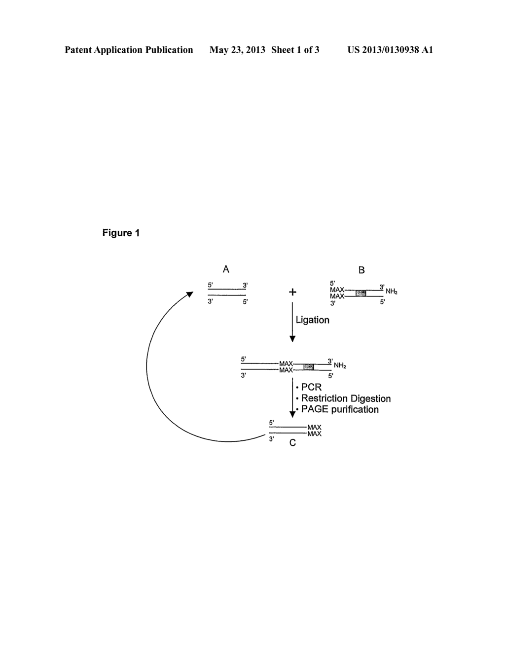 OLIGONUCLEOTIDE LIBRARY ENCODING RANDOMISED PEPTIDES - diagram, schematic, and image 02