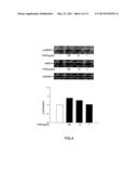 METHOD OF TREATING ENDOTHELIAL DYSFUNCTION diagram and image