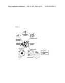 METHOD FOR INHIBITING THE INDUCTION OF CELL DEATH BY INHIBITING THE     SYNTHESIS OR SECRETION OF AGE-ALBUMIN IN CELLS OF THE MONONUCLEAR     PHAGOCYTE SYSTEM diagram and image