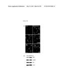 METHOD FOR INHIBITING THE INDUCTION OF CELL DEATH BY INHIBITING THE     SYNTHESIS OR SECRETION OF AGE-ALBUMIN IN CELLS OF THE MONONUCLEAR     PHAGOCYTE SYSTEM diagram and image