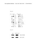 METHOD FOR INHIBITING THE INDUCTION OF CELL DEATH BY INHIBITING THE     SYNTHESIS OR SECRETION OF AGE-ALBUMIN IN CELLS OF THE MONONUCLEAR     PHAGOCYTE SYSTEM diagram and image