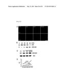 METHOD FOR INHIBITING THE INDUCTION OF CELL DEATH BY INHIBITING THE     SYNTHESIS OR SECRETION OF AGE-ALBUMIN IN CELLS OF THE MONONUCLEAR     PHAGOCYTE SYSTEM diagram and image