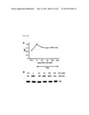 METHOD FOR INHIBITING THE INDUCTION OF CELL DEATH BY INHIBITING THE     SYNTHESIS OR SECRETION OF AGE-ALBUMIN IN CELLS OF THE MONONUCLEAR     PHAGOCYTE SYSTEM diagram and image