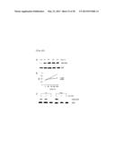 METHOD FOR INHIBITING THE INDUCTION OF CELL DEATH BY INHIBITING THE     SYNTHESIS OR SECRETION OF AGE-ALBUMIN IN CELLS OF THE MONONUCLEAR     PHAGOCYTE SYSTEM diagram and image