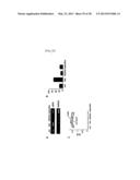 METHOD FOR INHIBITING THE INDUCTION OF CELL DEATH BY INHIBITING THE     SYNTHESIS OR SECRETION OF AGE-ALBUMIN IN CELLS OF THE MONONUCLEAR     PHAGOCYTE SYSTEM diagram and image