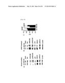 METHOD FOR INHIBITING THE INDUCTION OF CELL DEATH BY INHIBITING THE     SYNTHESIS OR SECRETION OF AGE-ALBUMIN IN CELLS OF THE MONONUCLEAR     PHAGOCYTE SYSTEM diagram and image