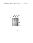 Compositions Comprising High Molecular Weight Hyaluronic Acid and Methods     For Producing Same diagram and image