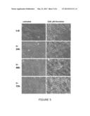 NMN MODULATORS FOR THE TREATMENT OF NEURODEGENERATIVE DISORDERS diagram and image