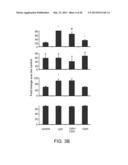 TREATMENT OF DIABETES AND DISORDERS ASSOCIATED WITH VISCERAL OBESITY WITH     INHIBITORS OF HUMAN ARACHIDONATE 12 LIPOXYGENASE AND ARACHIDONATE     15-LIPOXYGENASE diagram and image