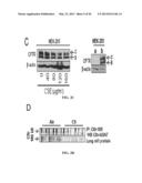 Compositions and Methods for Treating Pulmonary Conditions diagram and image