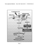 Compositions and Methods for Treating Pulmonary Conditions diagram and image