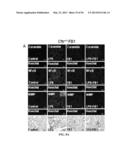 Compositions and Methods for Treating Pulmonary Conditions diagram and image