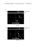 Compositions and Methods for Treating Pulmonary Conditions diagram and image