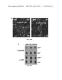 Compositions and Methods for Treating Pulmonary Conditions diagram and image