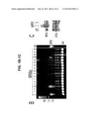 TRANSGENIC MAMMALLS MODIFIED IN BRI PROTEIN EXPRESSION diagram and image