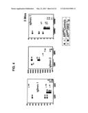 TRANSGENIC MAMMALLS MODIFIED IN BRI PROTEIN EXPRESSION diagram and image