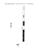 TRANSGENIC MAMMALLS MODIFIED IN BRI PROTEIN EXPRESSION diagram and image