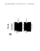 TRANSGENIC MAMMALLS MODIFIED IN BRI PROTEIN EXPRESSION diagram and image