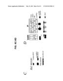 TRANSGENIC MAMMALLS MODIFIED IN BRI PROTEIN EXPRESSION diagram and image